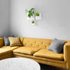 Set of three white wall planters holding various plants above a modern yellow sofa. 