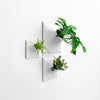 Set of three white modern wall planters with Swiss Cheese plant, succulents, and air plants. 