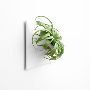 Node 12"