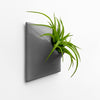 6 inch medium gray wall planter with tillandsia air plant.