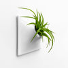 6 inch white wall planter with tillandsia air plant.