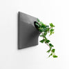 6 inch dark gray wall planter with ivy.