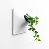 White wall planter with trailing ivy on a white wall.