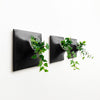 Three unique black wall planters holding trailing ivy plants. 