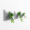 Set of three 6 inch gray indoor wall planters with ivy plants.