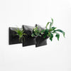 Set of three wall planters arranged on a wall with Staghorn Fern, air plant, and succulent. 