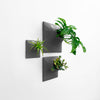 Three sculptural gray wall planters with Swiss Cheese plant, air plant, and house plant displayed as wall art.