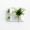 White indoor wall planter with tillandsia air plants. 