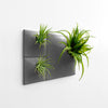 Dark gray wall planters with tillandsia air plants. 