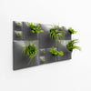 Gray Modern succulent green wall art with house plants, air plants, and moss.