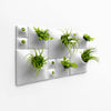 White sculptural Modern green wall with air plants, house plants, and moss.
