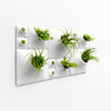 Sculptural Modern green wall using house plants and air plants. 