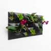 Outdoor modern living green wall art with orchids and air plants. 