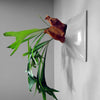 15 inch light gray wall planter with Staghorn Fern .