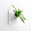 Large indoor wall planter with dracaena house plant.