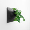 15 inch black wall planter with Swiss Cheese plant. 