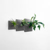 Set of three gray modern wall planters holding a Staghorn Fer, a succulent, and an air plant. 