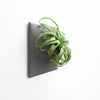 Dark gray modern indoor wall planter with large air plant.