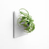 12 inch light gray wall planter with tillandsia xerographica air plant      .