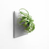 12 inch medium gray wall planter with tilandsia xerographica air plant.