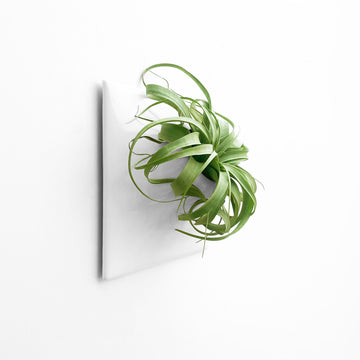 Node Wall Planter 12 Inch