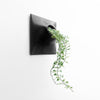 12 inch outdoor black wall planter with ivy.