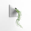 12 inch light gray wall planter with trailing ivy.