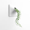 Modern wall planter with trailing ivy.
