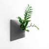 12 inch dark gray wall planter with spiked philodendron house plant.