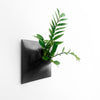 12 inch black wall planter with spiked philodendron house plant.