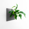 12 inch dark gray wall planter with Staghorn Fern .