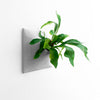 Large gray wall planter for Staghorn Fern plant.