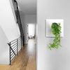15 inch white wall planter with philodendron house plant in modern home hallway.