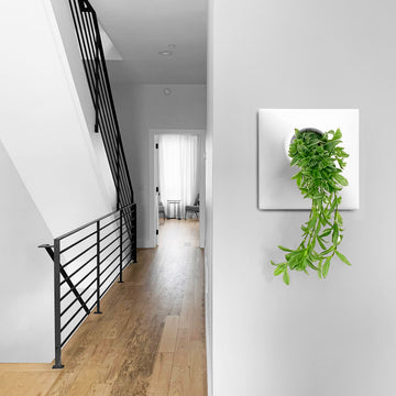 philodendron wall planter Node Wall Planter 15 Inch