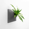 15 inch dark gray wall planter with dracaena house plant.
