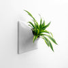 15 inch light gray indoor wall planter with dracaena house plant.