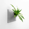 Gray wall planter holding a large tillandsia air plan. 