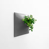 15 inch dark gray wall planter with Jade plant.