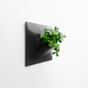 15 inch black wall planter with jade plant