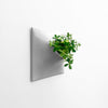 15 inch medium gray wall planter holding a Jade plant. 