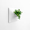 White modern wall plant holding a Jade plant. 