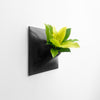 15 inch black wall planter with philodendron house plant