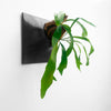 Large modern wall art wall planter with Staghorn Fern.
