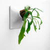 15 inch light gray wall planter with Staghorn Fern. 