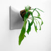 15 inch medium gray wall planter with Staghorn Fern. 