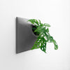 Large modern wall planter holding a Swiss Cheese plant. 