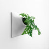 15 inch light gray wall planter holding a Swiss Cheese plant. 