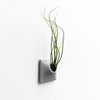 Wall planter with funky air plant in a modern bathroom.
