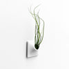 Small wall planter holding a budzi air plant  that would make a great dorm decoration.