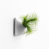 3 inch light gray wall planter with Tillandsia air plant